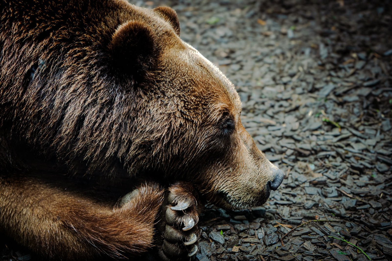 Ours brun endormi