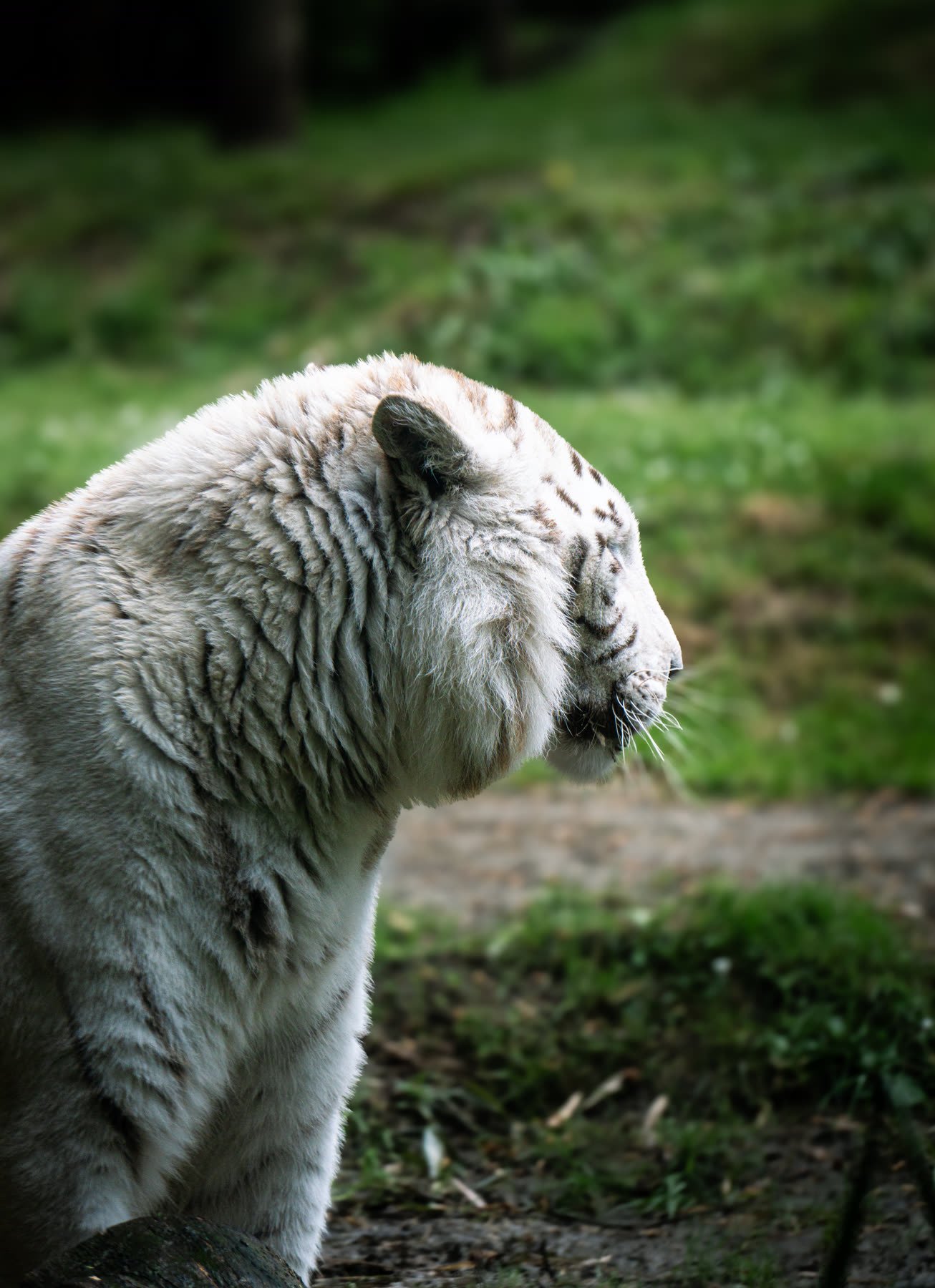 Tigre blanc de profil